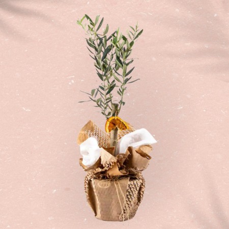 Olive Tree Bonsai